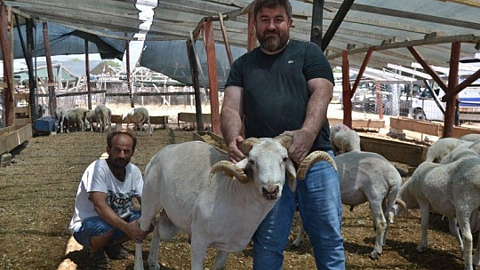 Çarıklı Kasap hayvan pazarında yerini aldı