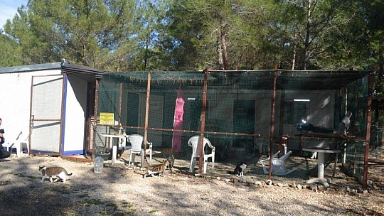 Üzümlü'de sokak hayvanlarına sahip çıktılar