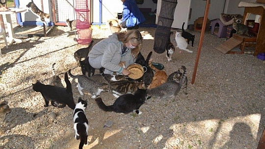 Üzümlü'de sokak hayvanlarına sahip çıktılar