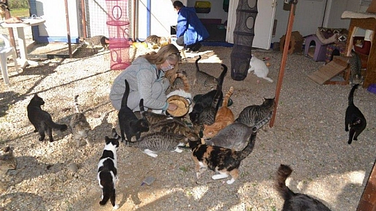 Üzümlü'de sokak hayvanlarına sahip çıktılar