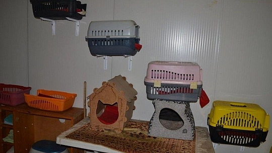 Üzümlü'de sokak hayvanlarına sahip çıktılar