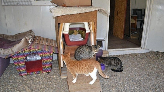 Üzümlü'de sokak hayvanlarına sahip çıktılar