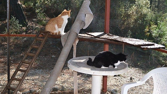 Üzümlü'de sokak hayvanlarına sahip çıktılar