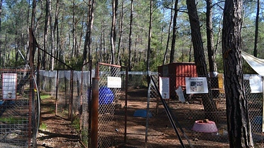 Üzümlü'de sokak hayvanlarına sahip çıktılar