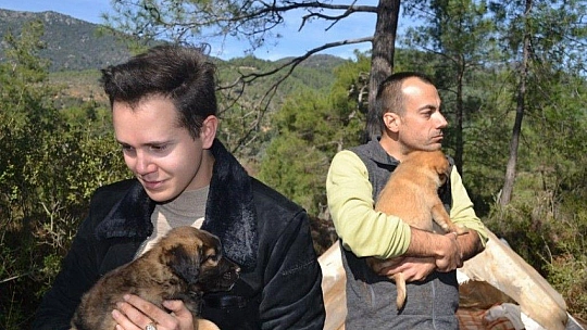 Üzümlü'de sokak hayvanlarına sahip çıktılar