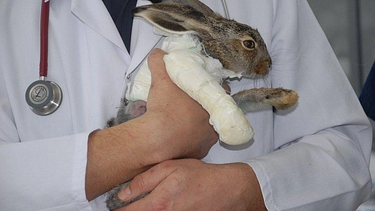 Fethiye'de İlk Doku Nakli