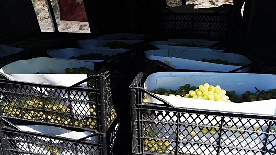 Elmacı Dede, Oruç Reis'e 50 kasa üzüm gönderdi