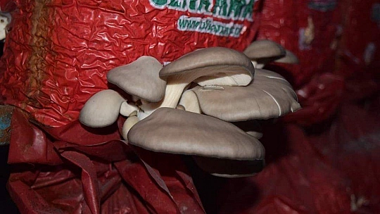 Kadın Çiftçiler İstiridye Mantarını Yerinde İnceledi