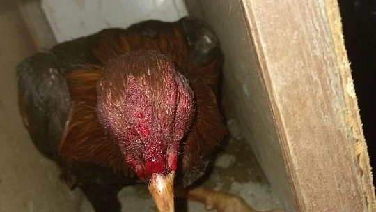 Fethiye'de horoz dövüşü operasyonu: 8 kişi yakalandı