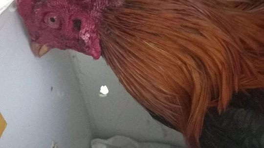 Fethiye'de horoz dövüşü operasyonu: 8 kişi yakalandı