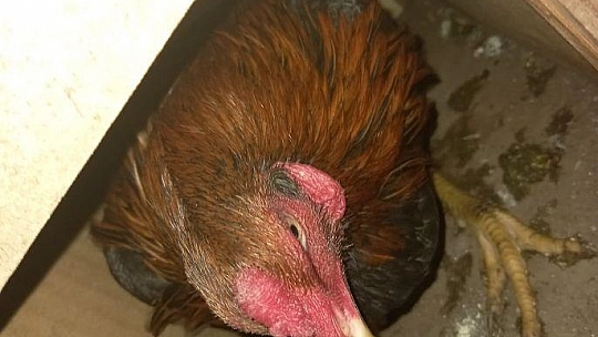 Fethiye'de horoz dövüşü operasyonu: 8 kişi yakalandı