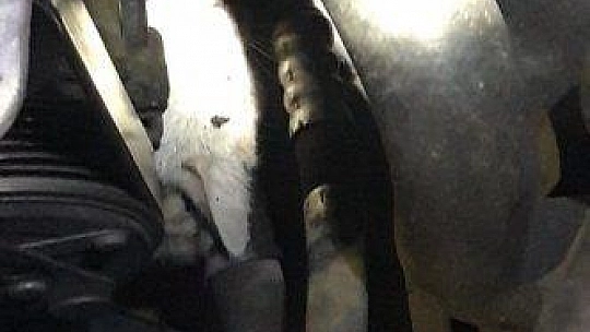 Fethiye'de itfaiyeden kedi kurtarma operasyonu