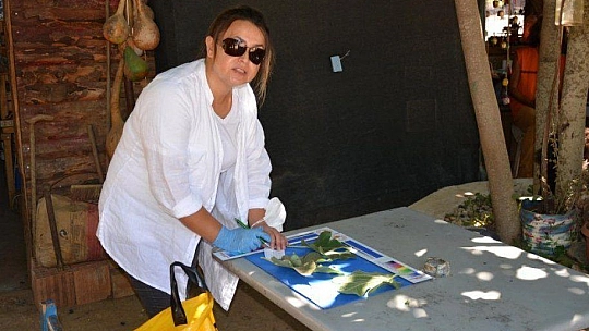 KAYA İNCİRİ İÇ VE DIŞ PAZARDA RAĞBET GÖREBİLECEK KAPASİTEDE