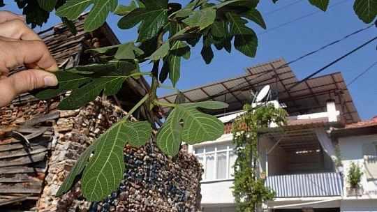 KAYA İNCİRİ İÇ VE DIŞ PAZARDA RAĞBET GÖREBİLECEK KAPASİTEDE