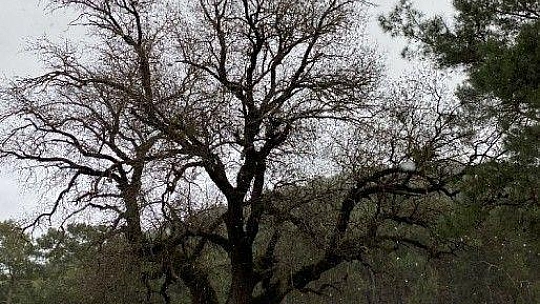 Fethiye'ye kar yağdı, vatandaşlar şaşırdı