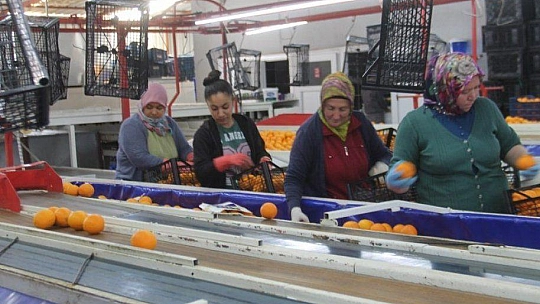 2 Bin 500 Tırlık Sevkiyat