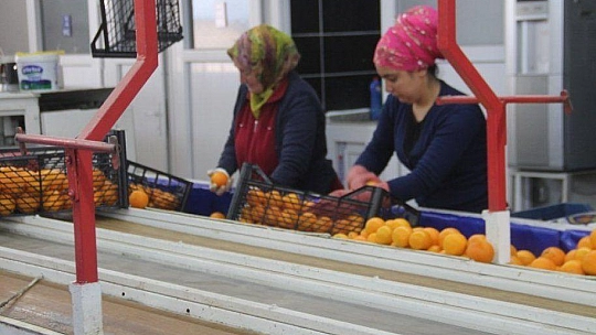 2 Bin 500 Tırlık Sevkiyat