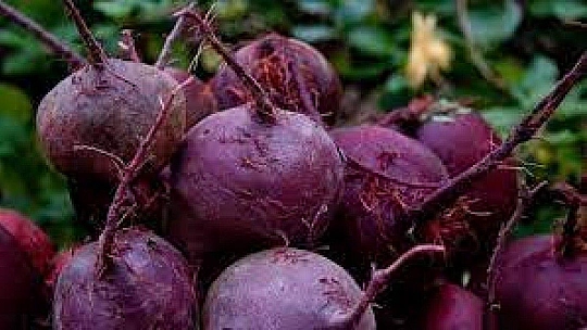 Kış Mevsiminin 5 Eşsiz Sebzesi