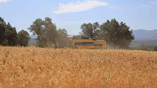 Karaova'da Karakılçık Buğdayı hasadı yapıldı