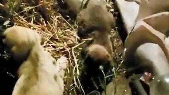 Köpek yavrularını itfaiye ekipleri kurtardı