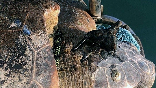 Koruma altındaki kaplumbağaya zıpkınlı vahşet