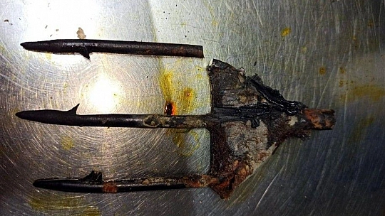 Koruma altındaki kaplumbağaya zıpkınlı vahşet