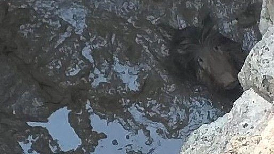 Kuyuya düşen domuzu kurtarmak için seferber oldular