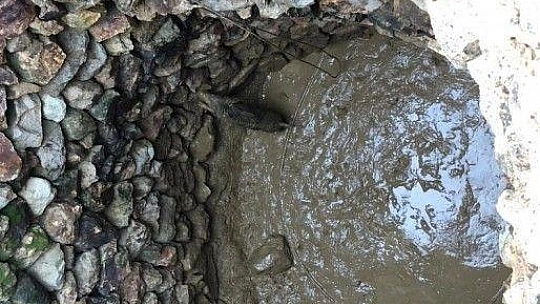 Kuyuya düşen domuzu kurtarmak için seferber oldular