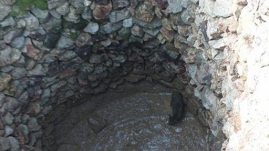 Kuyuya düşen domuzu kurtarmak için seferber oldular