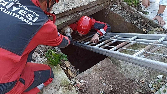Kuyuya düşen köpek için seferber oldular