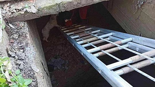 Kuyuya düşen köpek için seferber oldular