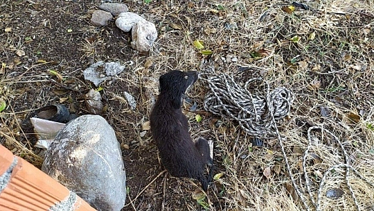 Kuyuya düşen yavru köpeği itfaiye kurtardı