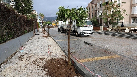 Marmaris'te cadde yenilemesi sırasında kaldırılan ağaçlar yeniden toprakla buluştu