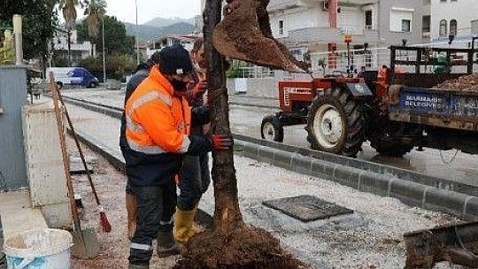 Marmaris'te cadde yenilemesi sırasında kaldırılan ağaçlar yeniden toprakla buluştu