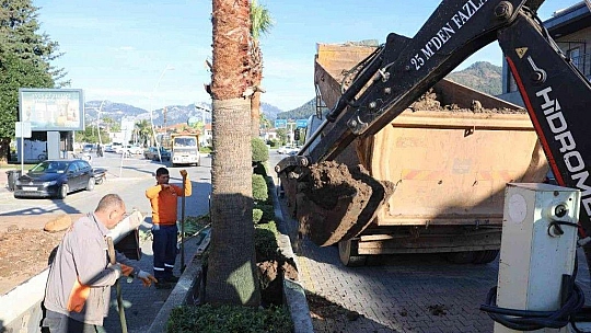 Marmaris'te palmiyeler Ulusal Egemenlik Caddesi'ni süsleyecek