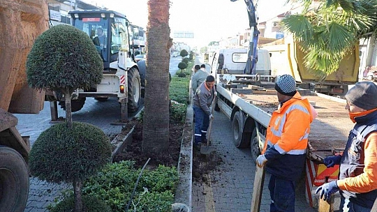 Marmaris'te palmiyeler Ulusal Egemenlik Caddesi'ni süsleyecek