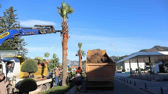 Marmaris'te palmiyeler Ulusal Egemenlik Caddesi'ni süsleyecek