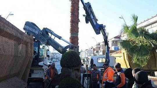 Marmaris'te palmiyeler Ulusal Egemenlik Caddesi'ni süsleyecek