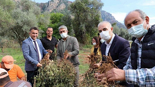 Marmaris'te yer fıstığında ikinci hasat