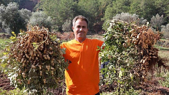 Marmaris'te yer fıstığında ikinci hasat