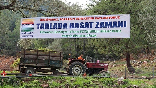 Marmaris'te yer fıstığında ikinci hasat