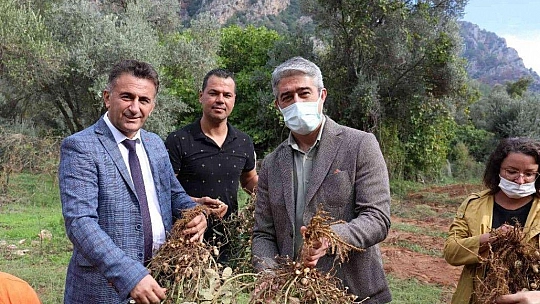 Marmaris'te yer fıstığında ikinci hasat