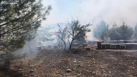 Menteşe'de çıkan yangında arı kovanları küle döndü