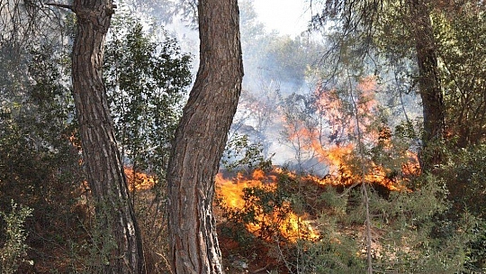 Milas'ta aynı noktayı aynı gün 6 kez yaktılar