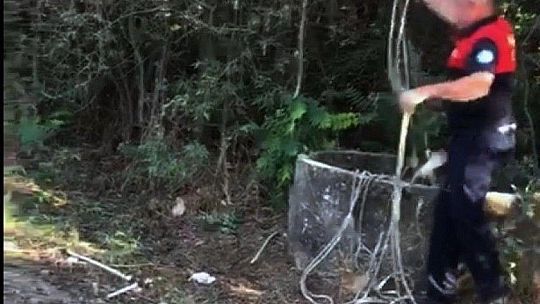 Milas'ta tilki operasyonu