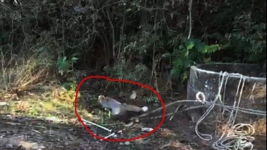 Milas'ta tilki operasyonu