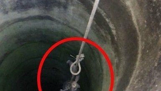 Milas'ta tilki operasyonu