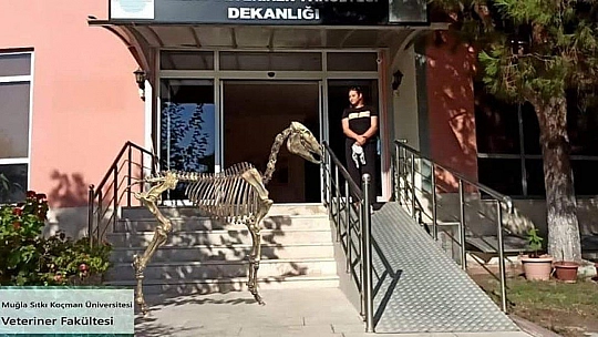 Milas Veteriner Fakültesi 28 fakülte arasında 11'inci sırada yer aldı