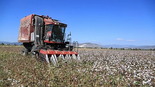 Milaslı çiftçilerin pamuğu tarlada kalmayacak
