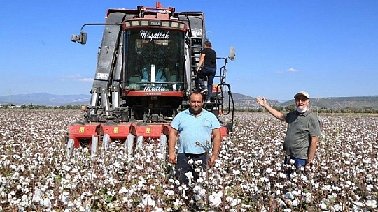 Milaslı çiftçilerin pamuğu tarlada kalmayacak